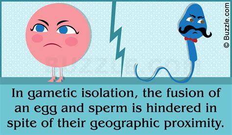 Gametic isolation is the only form of prezygotic reproductive isolation ...