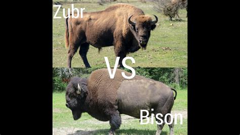 Zubr vs. Bison - YouTube