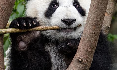 Giant Pandas Food