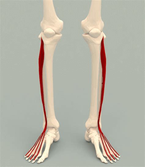 Extensor Hallucis Longus Muscle