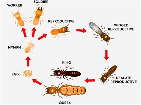 Winged Termites Eggs