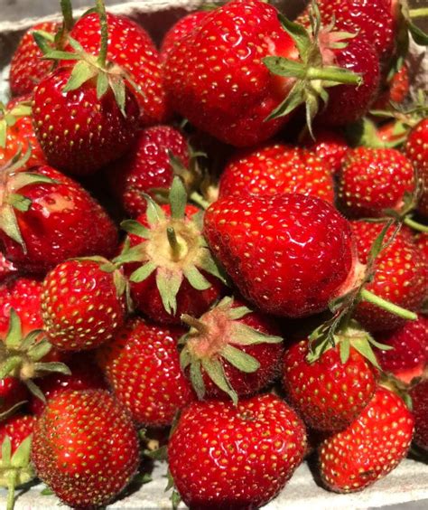 Patent Status of Select Strawberry Varieties | Cornell Fruit Resources ...