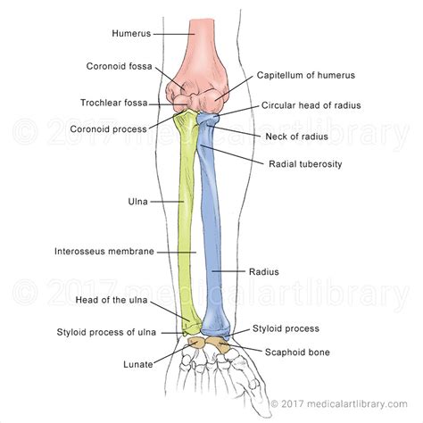 Forearm Anatomy Diagram Skeletal System | The Best Porn Website