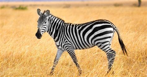 10 Key Facts About Zebras - A-Z Animals