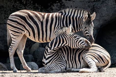 20 Types of Animals With Striped Tails - Wildlife Informer