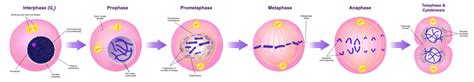 Mitosis - Wikipedia