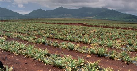 dole-pineapple-plantation - Hawaii Pictures - Hawaii - HISTORY.com