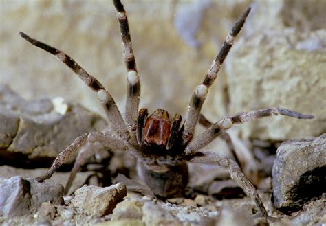 Brazilian Wandering Spider | Steve Downer Wildlife Cinematographer