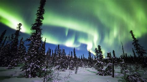 Aurora Borealis Denali National Park Forest Snow Spruce Winter HD ...