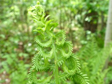 Fiddlehead: Pictures, Flowers, Leaves & Identification | Matteuccia ...