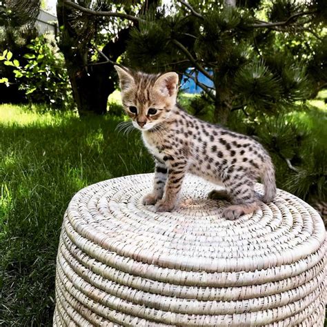 Savannah Cats For Sale | Los Angeles, CA #300933 | Petzlover