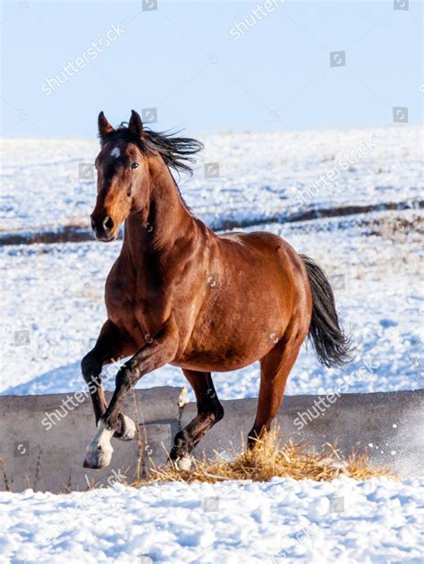 Herding Yili Horses Across Kunes Grassland Editorial Stock Photo ...