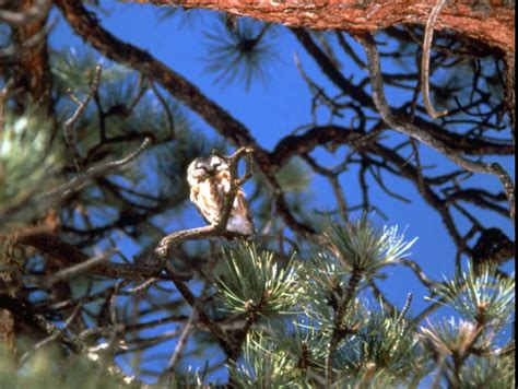 Northern Saw-whet Owl - Aegolius acadicus | Wildlife Journal Junior