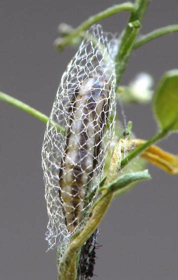 Diamondback moth pupa - Plutella xylostella - BugGuide.Net