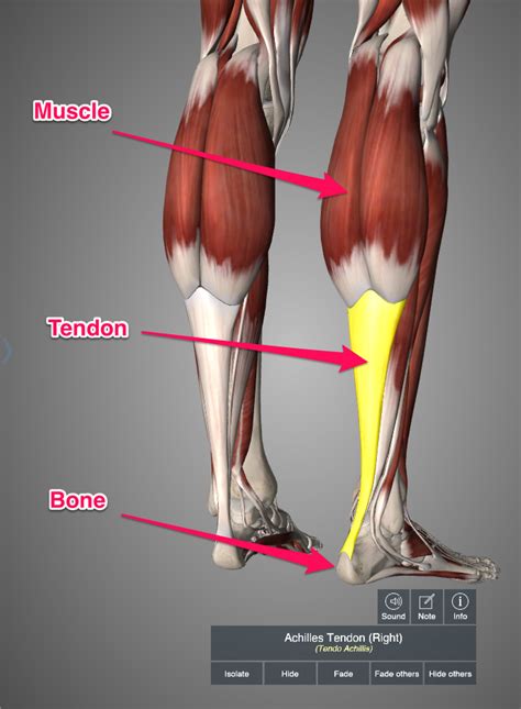 How We Develop Achilles Tendon Pain – Squat University | atelier-yuwa ...