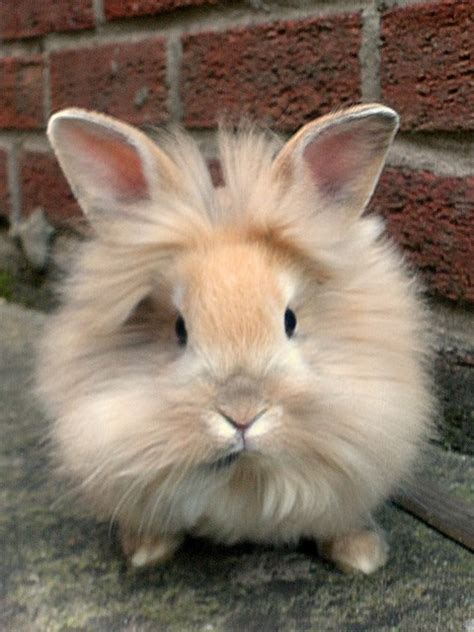 Breeds Rabbit: Lionhead Rabbit