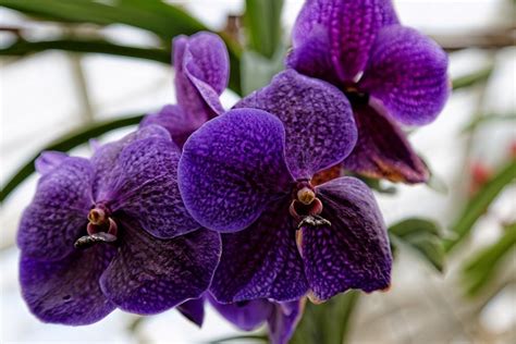 Purple orchids, Orchids, Types of purple flowers