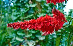 National Flower : Pride of Trinidad and Tobago aka Wild Poinsettia ...