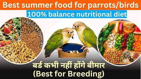 Healthy foods for parrot| Budgies summer foods| March to August diet ...