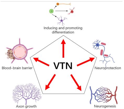 IJMS | Free Full-Text | Role of Vitronectin and Its Receptors in ...