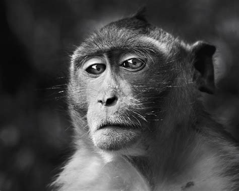 Download wallpaper 1280x1024 monkey, face, eyes, black and white ...