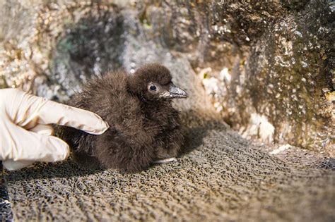 National Aquarium announces birth of two puffin chicks - WTOP News