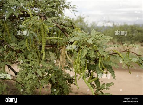 Mesquite tree pods hi-res stock photography and images - Alamy