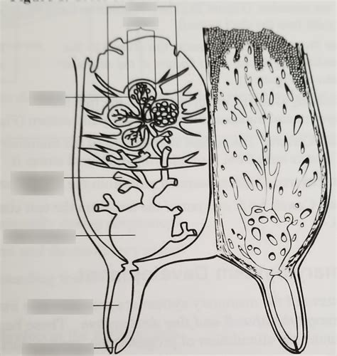 Cross-section of a Cow Udder Diagram | Quizlet