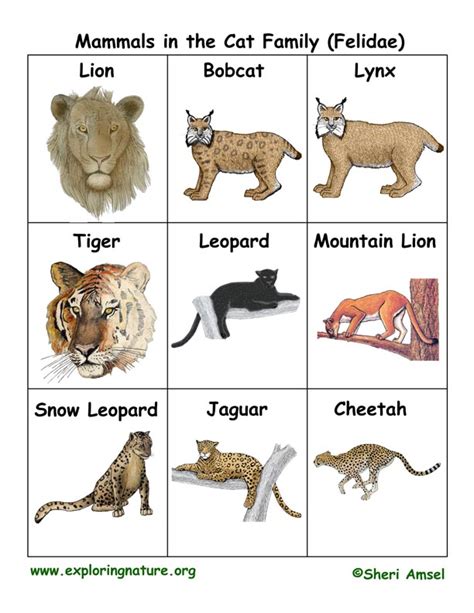 Cat Family Flashcards (Felidae)