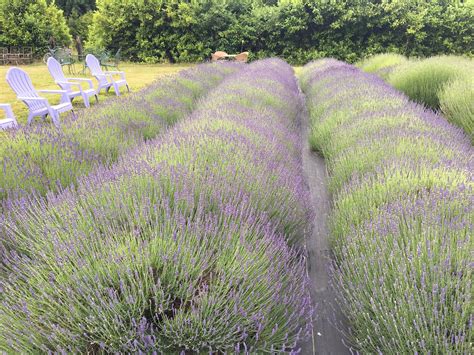 Take a Walk in the Purple at Evergreen Valley Lavender Farm - Open for ...