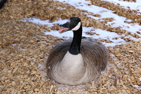 Mother Goose lays her eggs on school playground | Serving Carson City ...