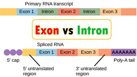 Difference Between Exon And Cistron, What is, Similarities, Examples of ...