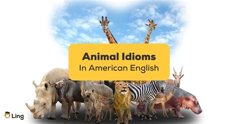 40+ Playful American Animal Idioms Used In American English - Ling App