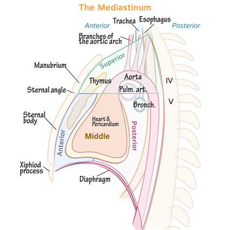 Gross Anatomy Glossary: The Mediastinum | Draw It to Know It