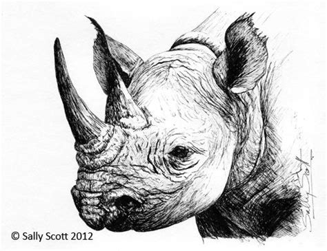 Rhino Head Drawing at PaintingValley.com | Explore collection of Rhino ...