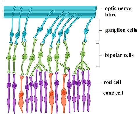 Which cells directly transmit action potentials to the optic nerve?