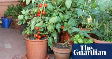 Should You Make a Container Garden on Your Balcony?