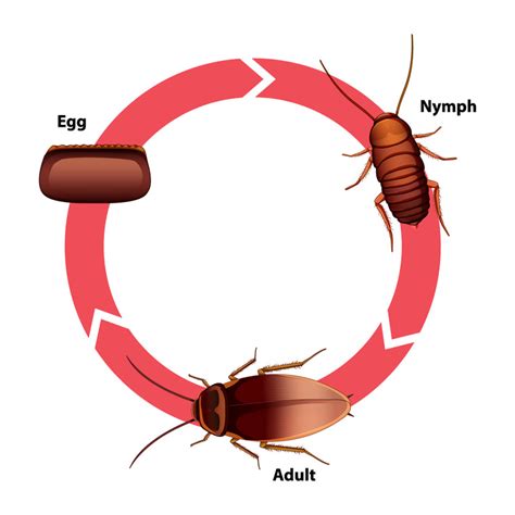 Cockroach Life Cycle Stages – Pest Supply Canada