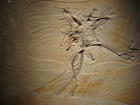 Hochemon2008's Blog: Archaeopteryx: The Icon of Evolution