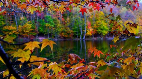 Beautiful autumn landscape in the colorful forest Wallpaper Download ...