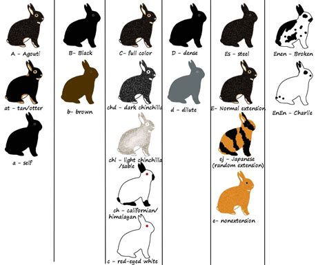 Rabbit Breeds Chart - RABBIT BREEDS