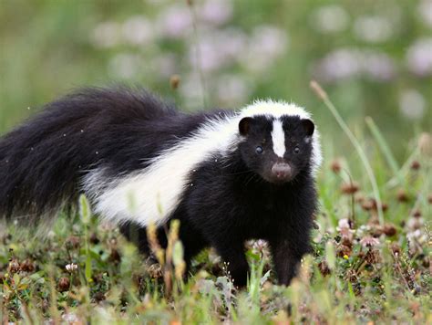 How to deal with problem Skunk in Vermont | WildlifeHelp.org