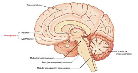 cerebrum= telencephalon+Diencephalon. Telencephalon=cerebral ...