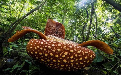 Rafflesia Pesona Bunga Terbesar Di Dunia - Jagad Tani - Petaninya Milenial