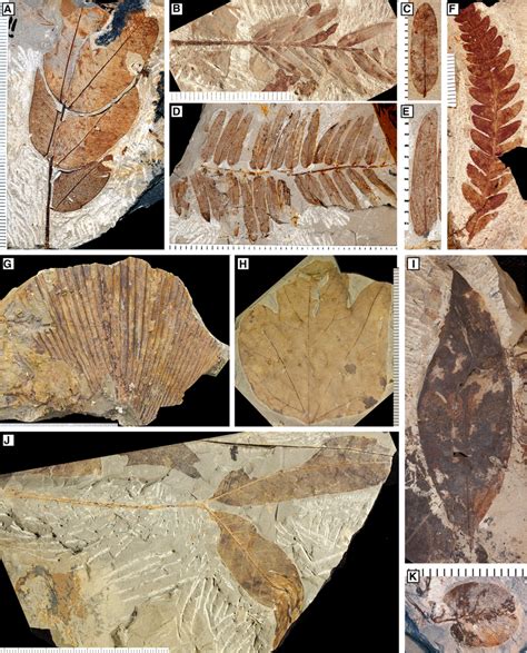 Prehistoric Plant Fossils