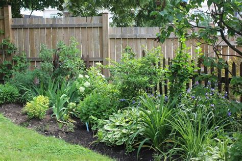 border shrubs along fence - Google Search … | Landscaping shrubs, Fence ...