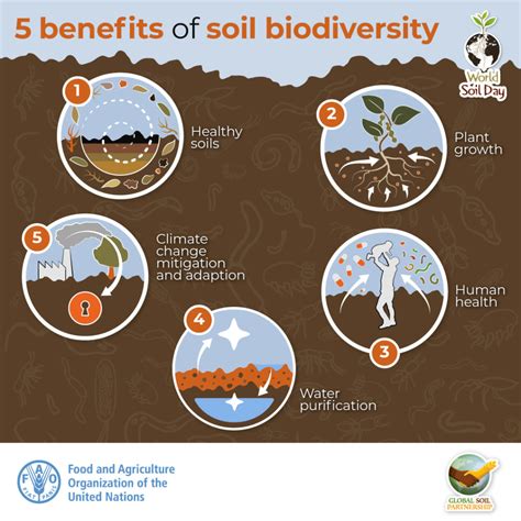 Soil Biodiversity for Healthy Soils and Healthy Lives - IFDC