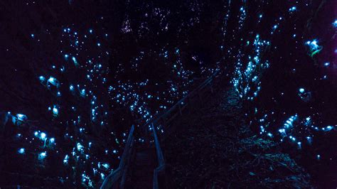 Glowworm Photography - Best tours in Waitomo - CaveWorld