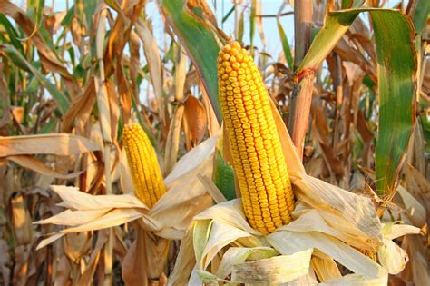 Field Corn | The Canadian Encyclopedia