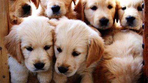 Watch These Golden Retriever Puppies Grow Up! - Joy of Animals